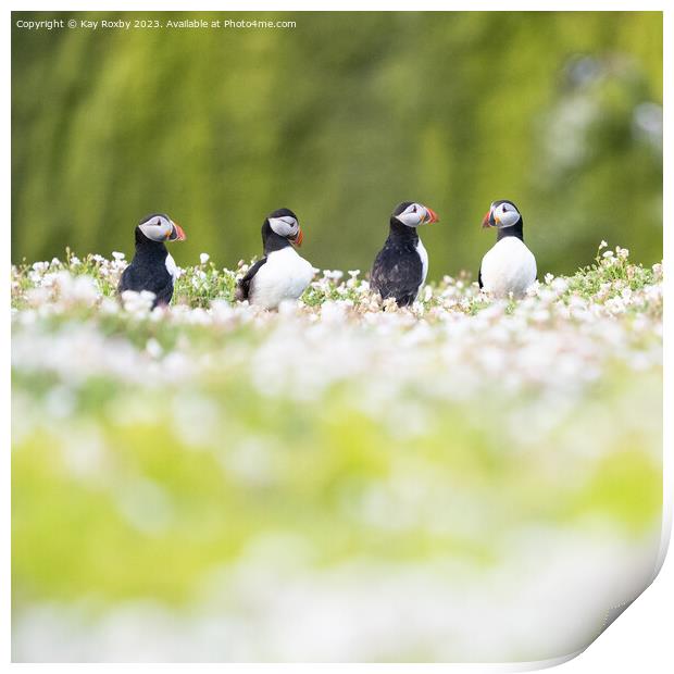 Puffins in wildflowers Print by Kay Roxby