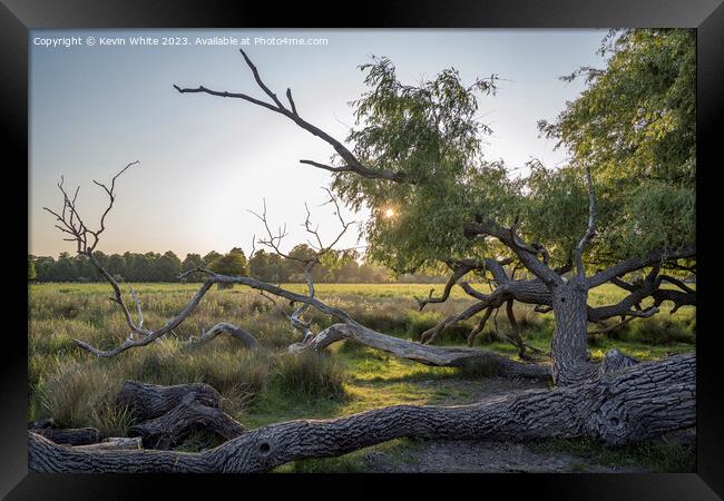 Sun going down behind old fallen Willow tree Framed Print by Kevin White