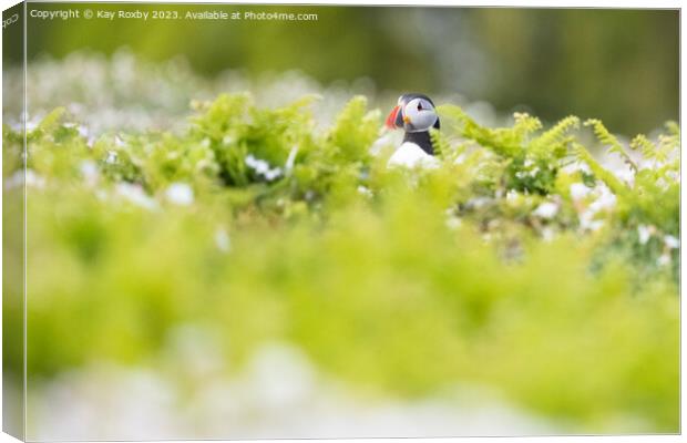 Puffin on Skomer Island Canvas Print by Kay Roxby