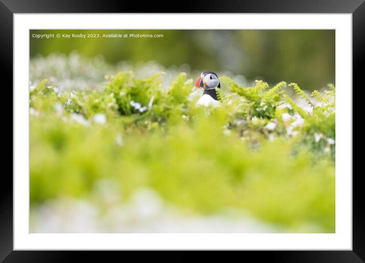 Puffin on Skomer Island Framed Mounted Print by Kay Roxby