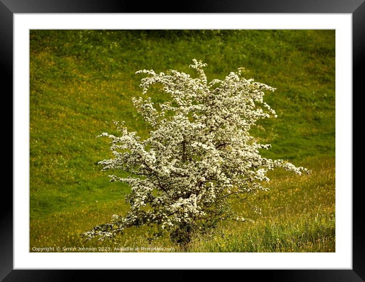 Hawthorn blossom Framed Mounted Print by Simon Johnson