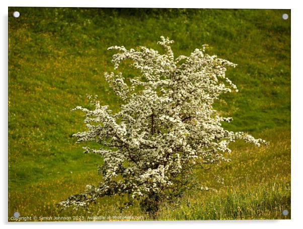Hawthorn blossom Acrylic by Simon Johnson