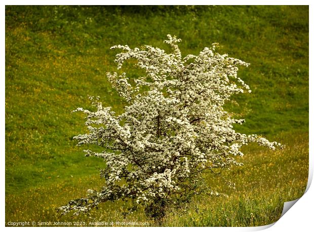 Hawthorn blossom Print by Simon Johnson