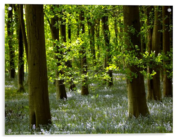 sunlit bluebell woodland Acrylic by Simon Johnson