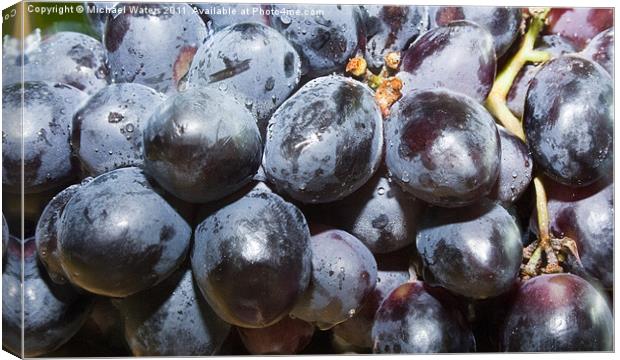 Dew covered Concord Grapes Canvas Print by Michael Waters Photography