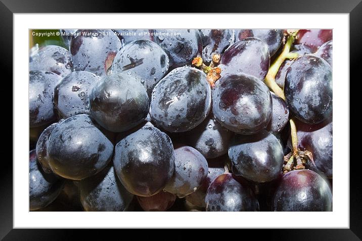 Dew covered Concord Grapes Framed Mounted Print by Michael Waters Photography