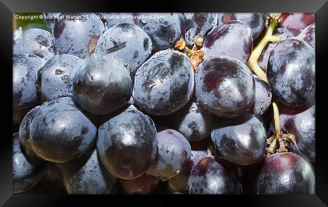 Dew covered Concord Grapes Framed Print by Michael Waters Photography