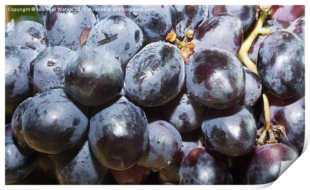 Dew covered Concord Grapes Print by Michael Waters Photography