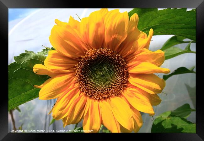 Radiant Sunflower Framed Print by Aidan Moran