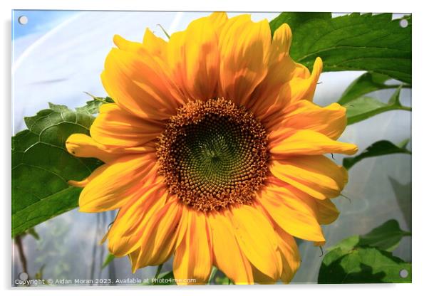 Radiant Sunflower Acrylic by Aidan Moran