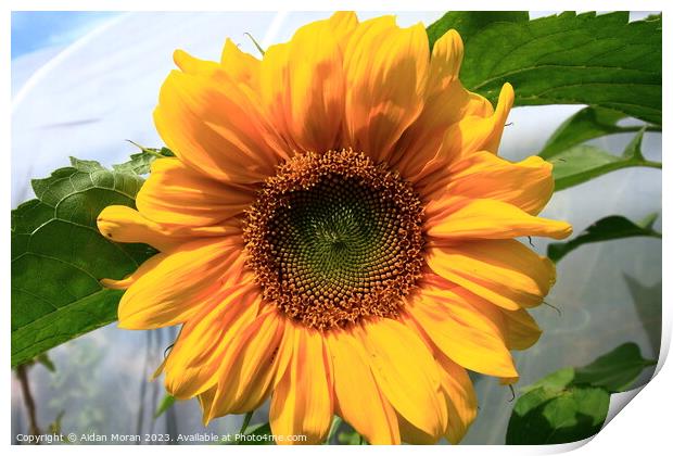 Radiant Sunflower Print by Aidan Moran