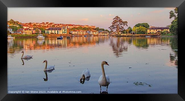 Just swanning around ! Framed Print by Ian Stone