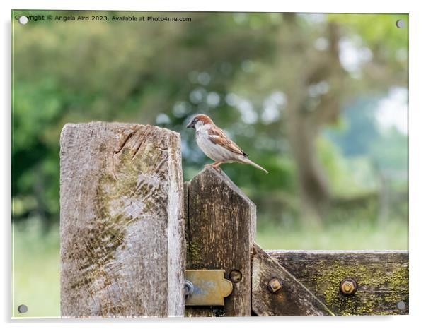 House Sparrow. Acrylic by Angela Aird