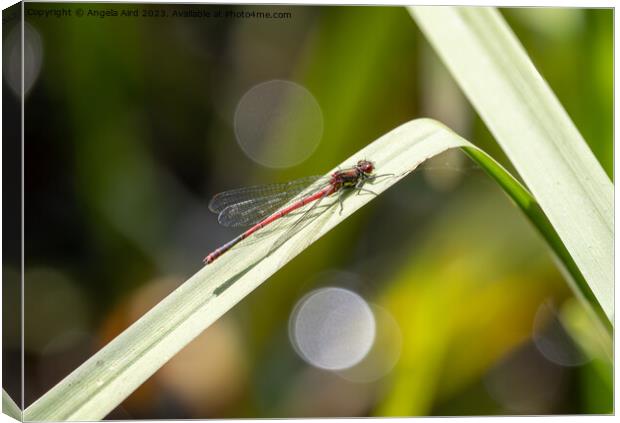 Large Red Damselfly. Canvas Print by Angela Aird