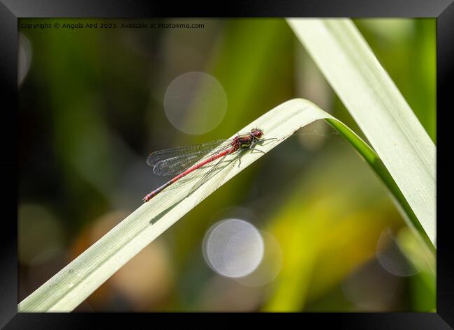 Large Red Damselfly. Framed Print by Angela Aird