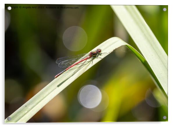Large Red Damselfly. Acrylic by Angela Aird