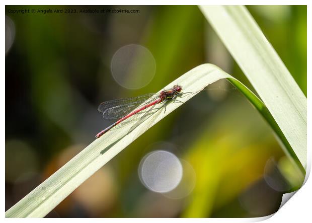 Large Red Damselfly. Print by Angela Aird