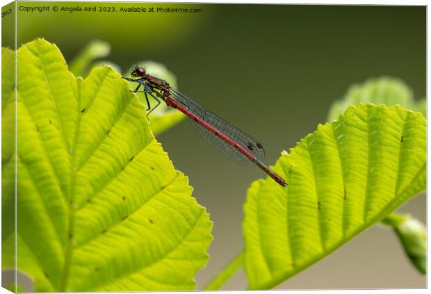Red Damselfly. Canvas Print by Angela Aird
