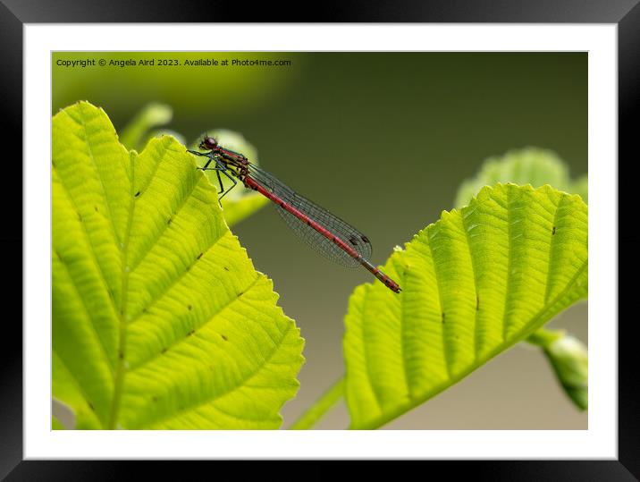 Red Damselfly. Framed Mounted Print by Angela Aird