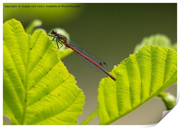Red Damselfly. Print by Angela Aird