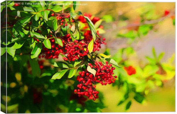 Red Berries in Sunlight  Canvas Print by Taina Sohlman