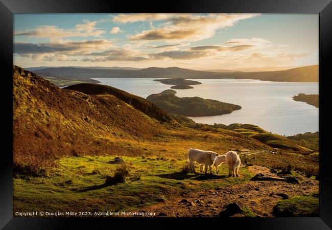 An Autumn Evening on Conic Hill Framed Print by Douglas Milne