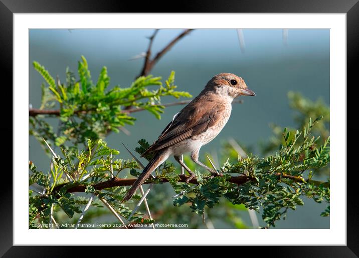 Marico flycatcher (Melaeornis mariquensis) Framed Mounted Print by Adrian Turnbull-Kemp