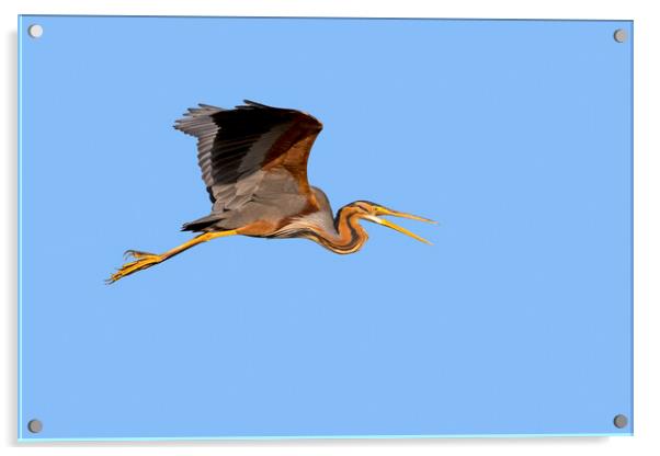 Purple Heron Calling Acrylic by Arterra 