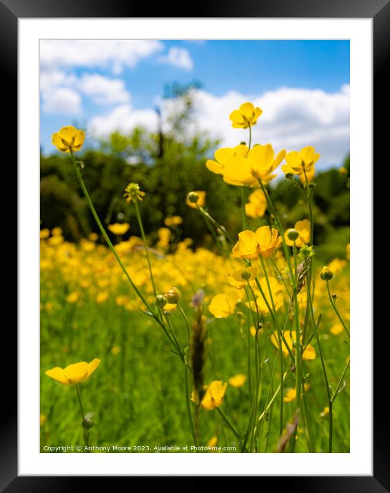 Buttercups in the Meadow 3 Framed Mounted Print by Anthony Moore
