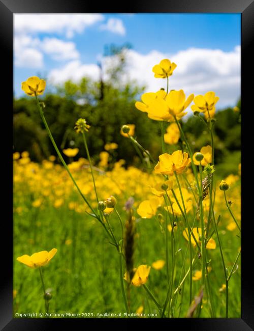 Buttercups in the Meadow 3 Framed Print by Anthony Moore