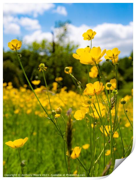 Buttercups in the Meadow 3 Print by Anthony Moore