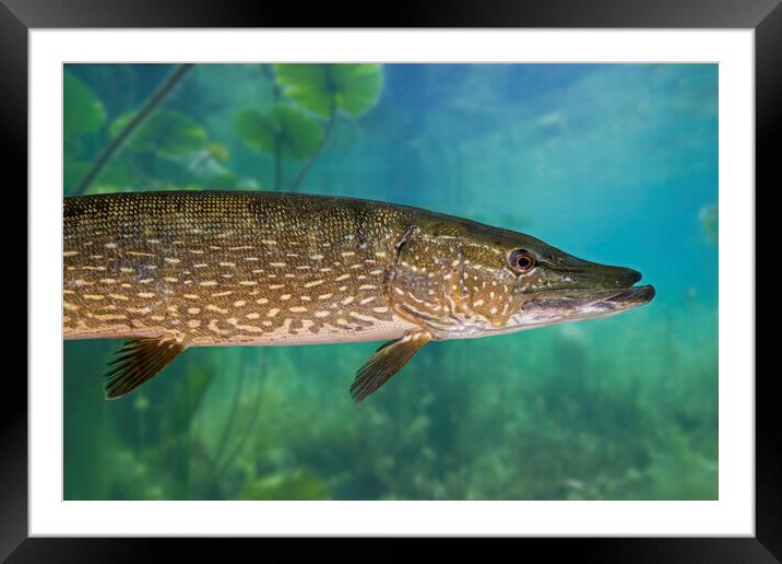 Northern Pike Framed Mounted Print by Arterra 