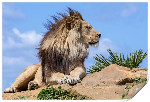 Lion on a Windy Day Print by Arterra 