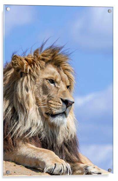 Lion Male Acrylic by Arterra 