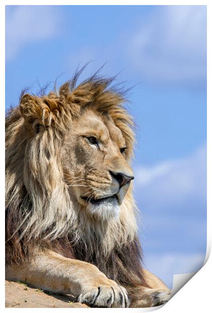 Lion Male Print by Arterra 