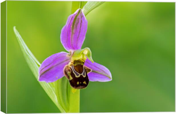 Bee Orchid Canvas Print by Arterra 