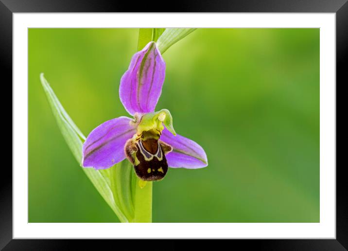 Bee Orchid Framed Mounted Print by Arterra 