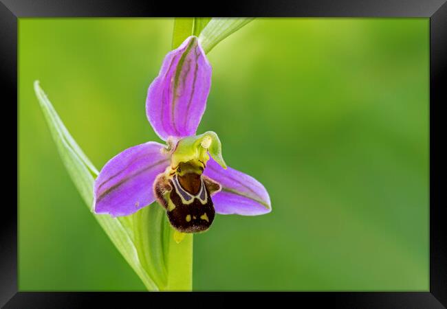 Bee Orchid Framed Print by Arterra 