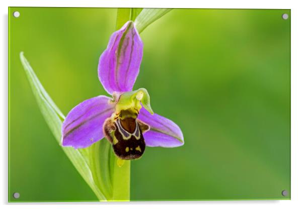 Bee Orchid Acrylic by Arterra 
