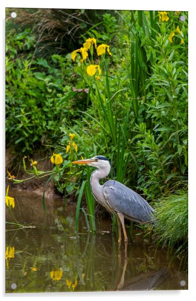 Grey Heron in Marshland Acrylic by Arterra 