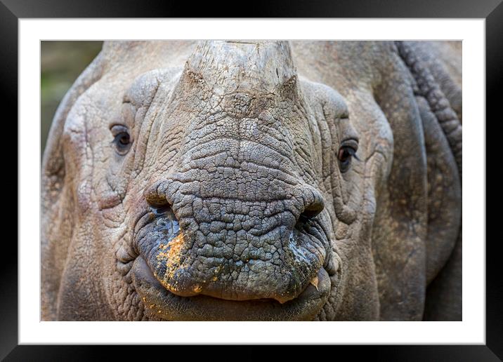 Indian Rhinoceros Framed Mounted Print by Arterra 