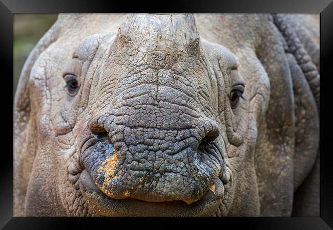 Indian Rhinoceros Framed Print by Arterra 