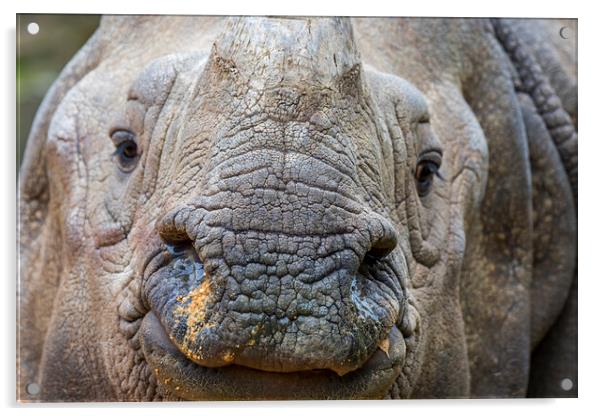 Indian Rhinoceros Acrylic by Arterra 
