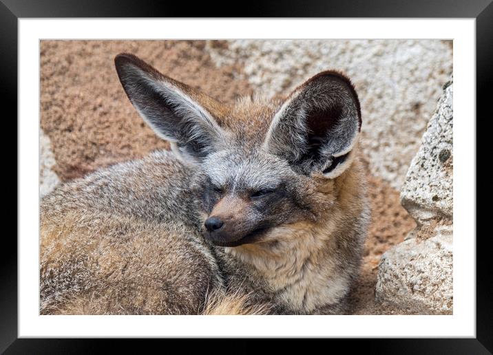 Bat-Eared Fox Framed Mounted Print by Arterra 