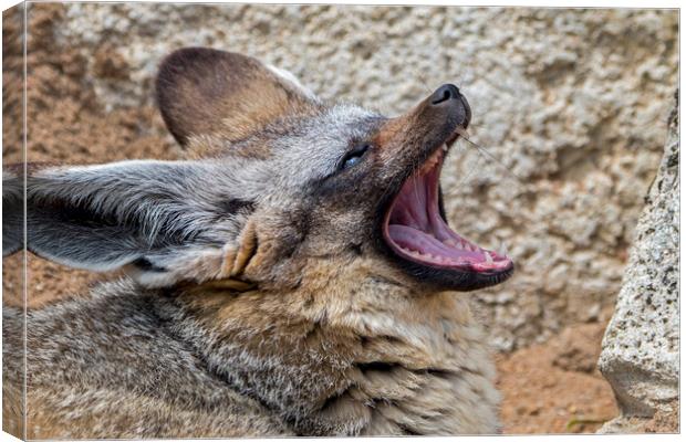 Bat-Eared Fox Yawning Canvas Print by Arterra 