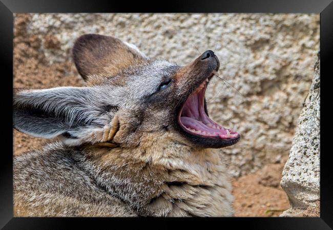 Bat-Eared Fox Yawning Framed Print by Arterra 