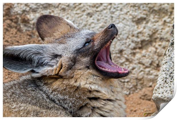 Bat-Eared Fox Yawning Print by Arterra 