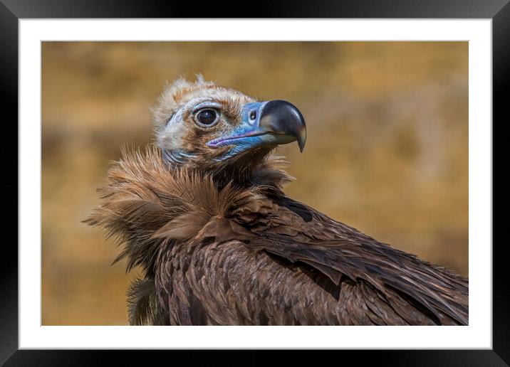 Cinereous Vulture Framed Mounted Print by Arterra 