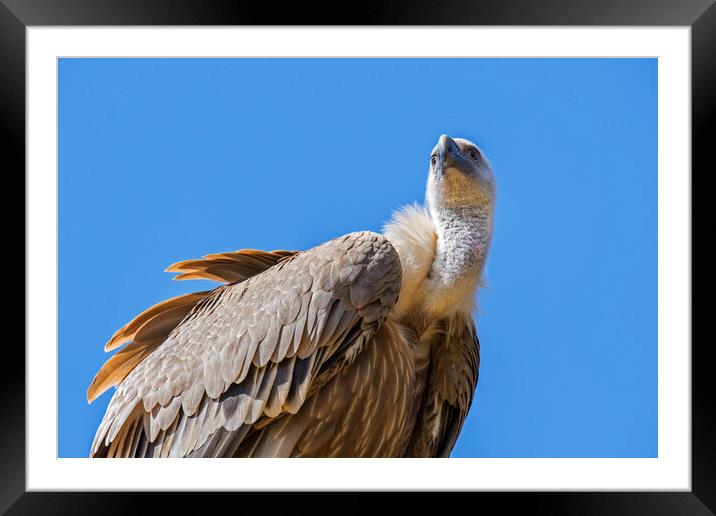 Eurasian griffon vulture Framed Mounted Print by Arterra 