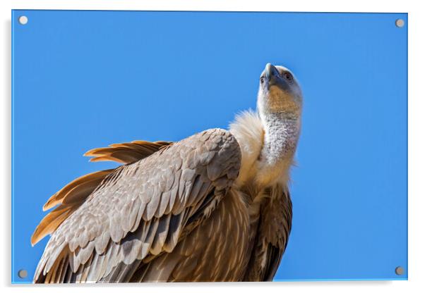Eurasian griffon vulture Acrylic by Arterra 